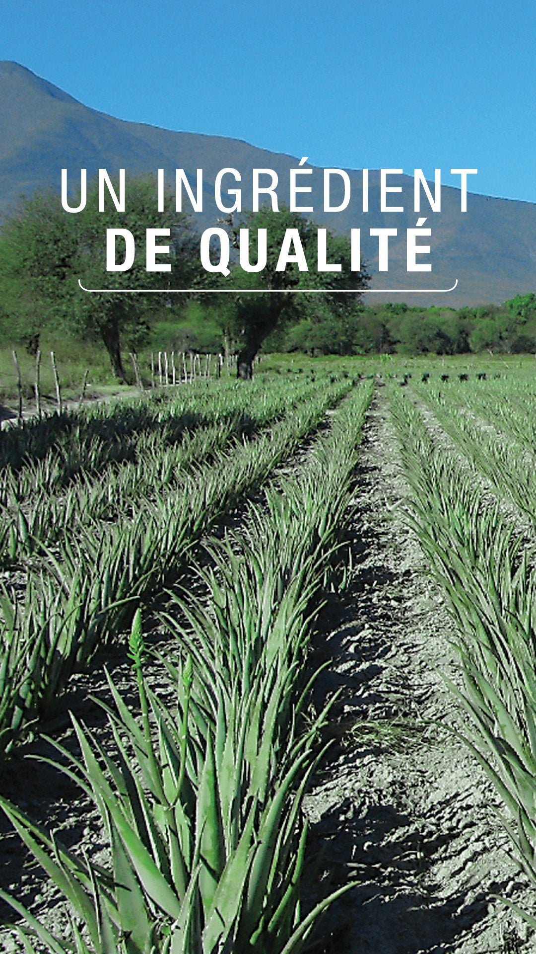 Herbalife AloeMax 473 ml