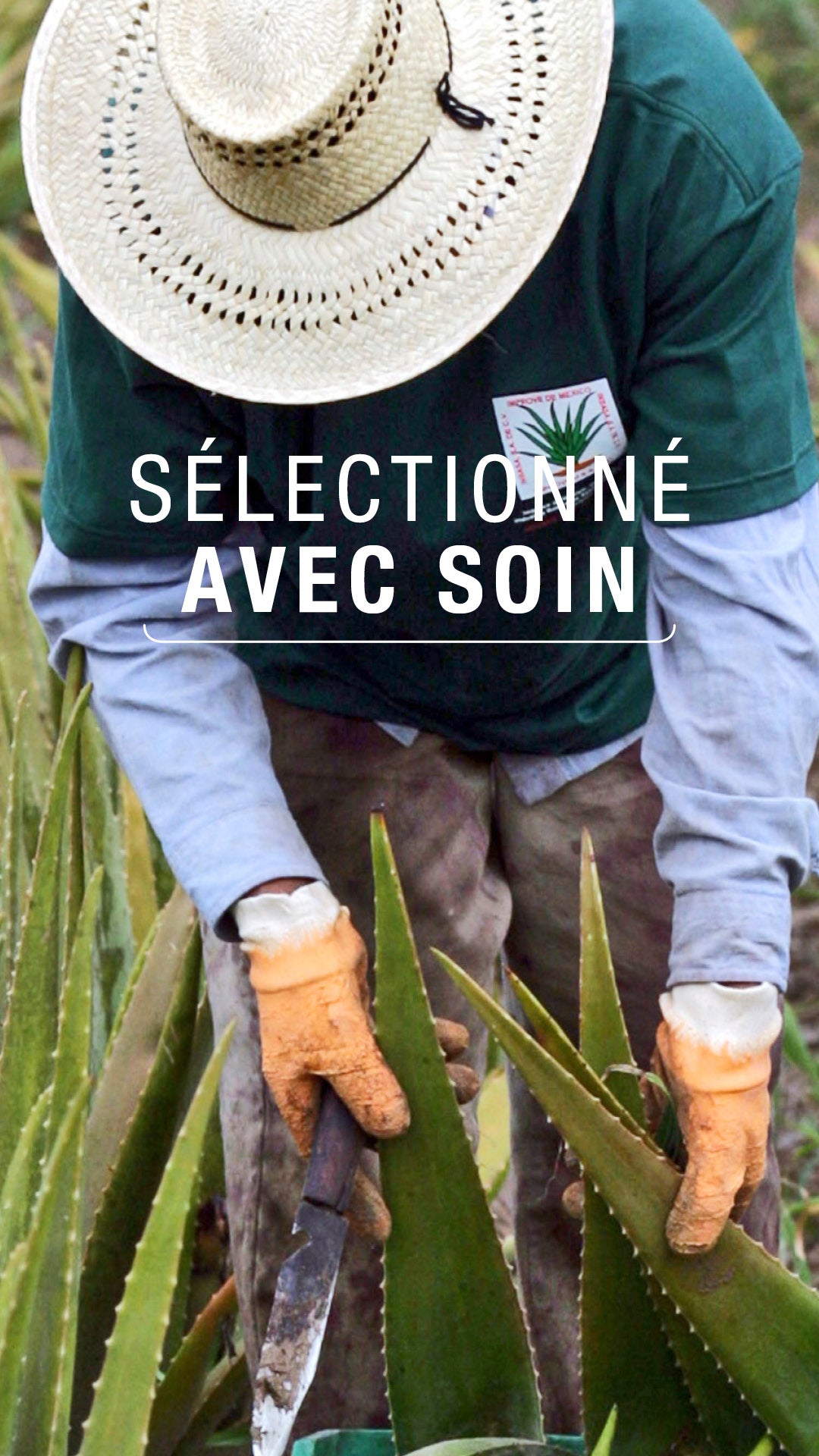 NOUVEAUTE !!!! Boisson concentrée à l'aloe vera Saveur mangue 1,892 litre